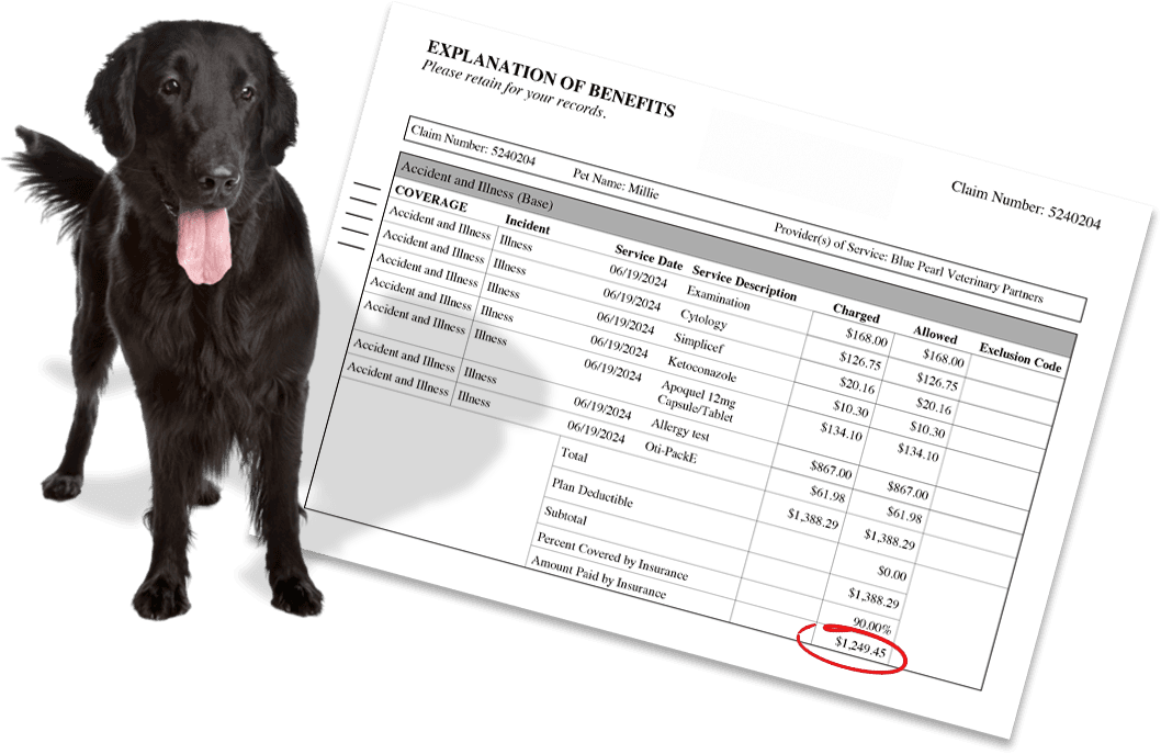 Dog Insurance Circles